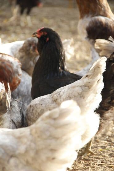 yumurta satişi: Mavi və yaşımtıl yumurta günümüzdə digər yumurtalardan daha çox maraq — 18