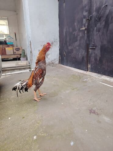 xacmaz heyvan bazari: Salam heyrati xoruzu 1 yaş 3 ay satilir cavan çilgin heyvandi saglamdi — 1