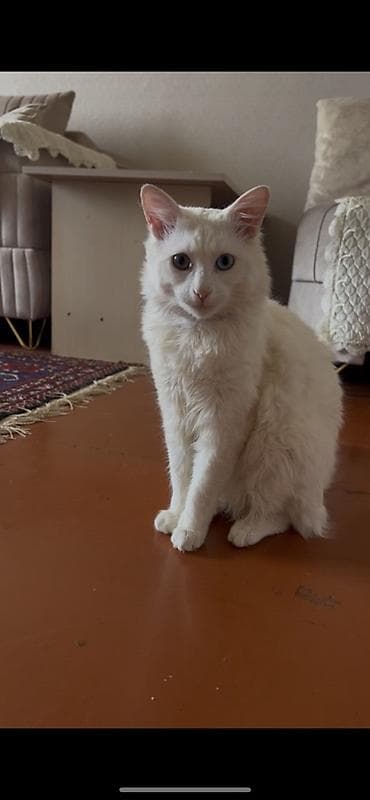 pişik gəncə: Türk anqora, Yaxşı əllərə — 2