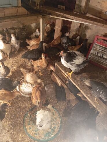 Volkswagen: Куриные цыплята, Для разведения — 1