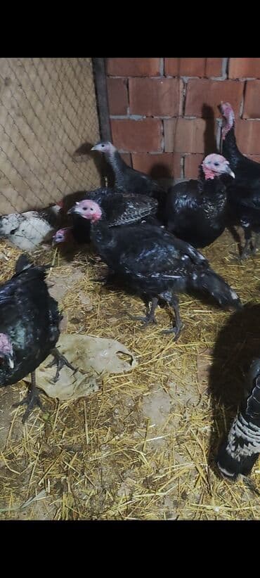 yuxuda ördək balası görmək: 5,6 ayliq tam sağlam kök hinduşkalar satilir ünvan yaşma bağlari — 4