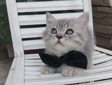 inək satılır binə: 2aylıq erkək oynağan bala. quru yaş yem yeyir. Qum tərbiyəsi var — 1