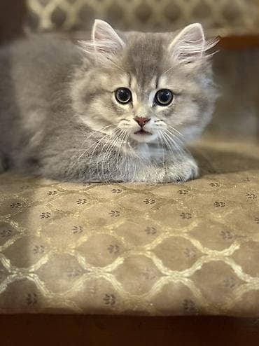 Erkək, Ünvandan götürmə