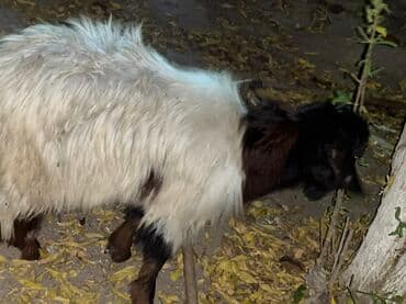 balasına sud verməyən qoyun necə adlanır: Çəpişdər satılır 2 denedi — 3