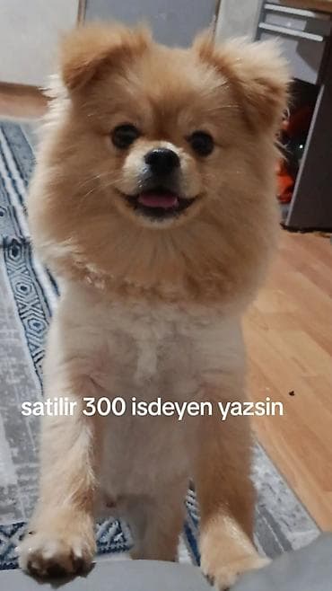 Şpitz, 10 ay, Erkek