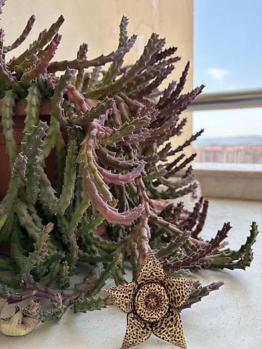 diffenbaxiya bitkisi: Stapeliya (Orbea/Stapelia) – nadir görünüşlü ətli/sukkulent bitki - — 3
