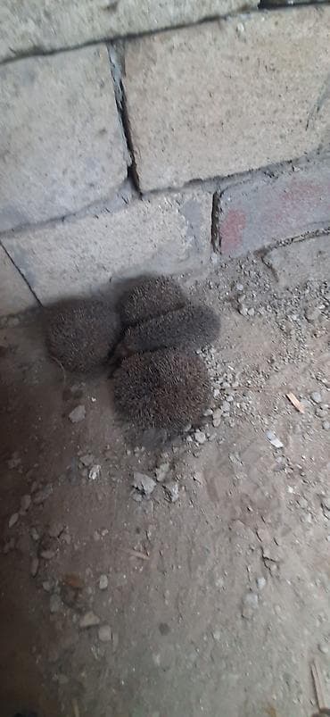 alıcı quş adları: - Təsvir: Fotolarda görünən dörd ədəd tikanlı ezgi (kirpi). Təbii — 2
