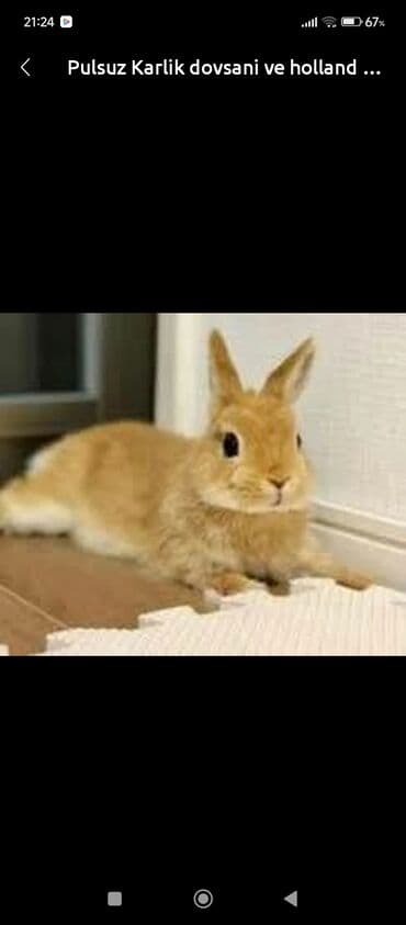 Miniatür (karlik) dovşan – zərif və mehriban ev heyvanı - Cins lalafo.az -da Miniatür (karlik) dovşan – zərif və mehriban ev heyvanı - Cins