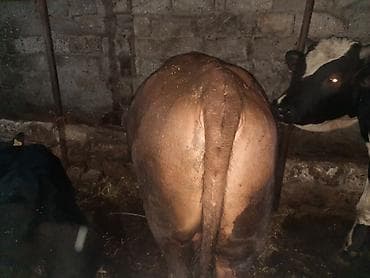 cins inəklərin satışı: Ikdene super cins erkek dana tam saglamdilar saxlamaqada superdiler — 2