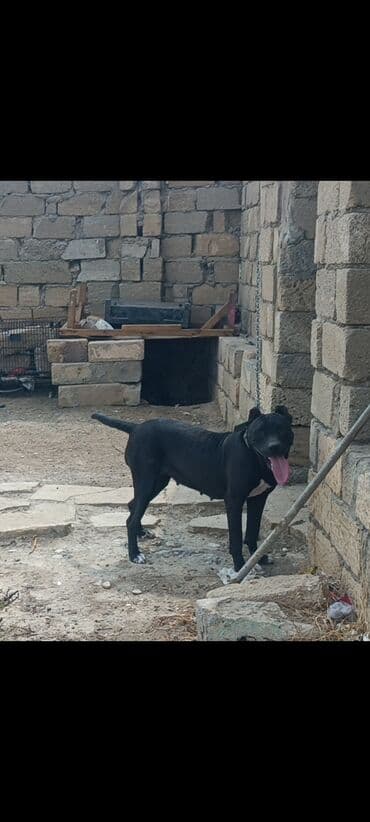 it alıram: Pitbul, 1 il, Dişi, Peyvəndli — 3