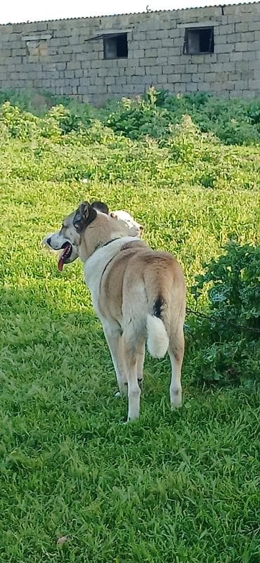 sivas kangal kanqal iti: 1 il, Erkek, Peyvəndli, Pulsuz çatdırılma — 9