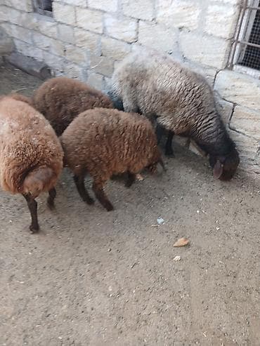 quzu: Qoyun və quzu dəstəsi - Növ: Yerli ətlik/yunlu qoyunlar - Tərkib: Ana — 8
