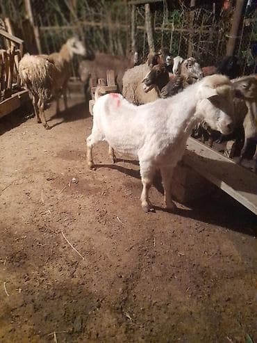 itlerin ucuz qiymete satisi: Kilosu 15manat — 2