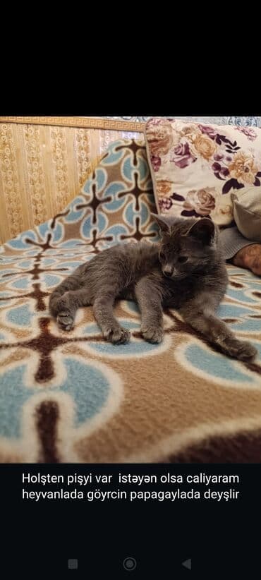 pişik gəncə: Yaxşı əllərə — 2