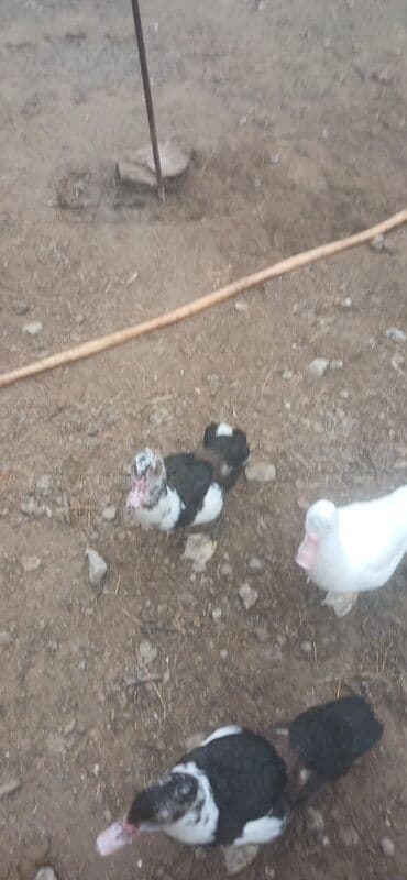 arı şəkilləri: Aşağı yeri var Muscovy ördəkləri (indo-ördəklər) – müxtəlif rənglərdə — 1