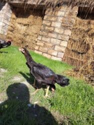 heyvan bazari inekler: Cinsdi qanni heyvanlardi pula lazim olduqundan satilir xoruzda 50 m — 2