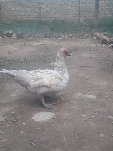 3 toyuq 3 gune 3 yumurta: Xoruzlar 50 manat Fereler 30 manat.Lavanda ordeyleri — 7