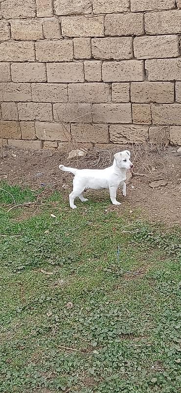 bala itler: 3 ay, Dişi, Peyvəndli — 3