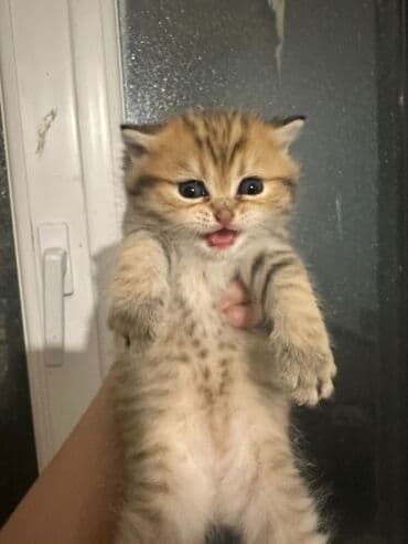 şotlant pişik: Şotland, Erkək, Dişi, Ünvandan götürmə — 3