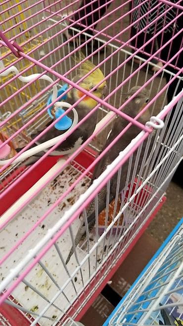 4 denedi erkey disi hamsin alana 30 manattan təcili