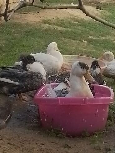 ördək balası və cücə: Ev şəraitində bəslənən ördəklər - Növ: məişət üçün saxlanılan — 6