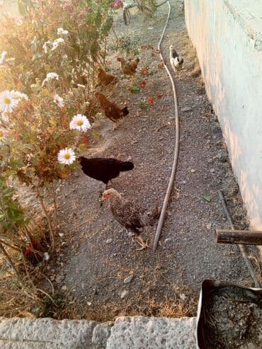 kend xoruzu: Toyuq, Yumurtalıq — 1