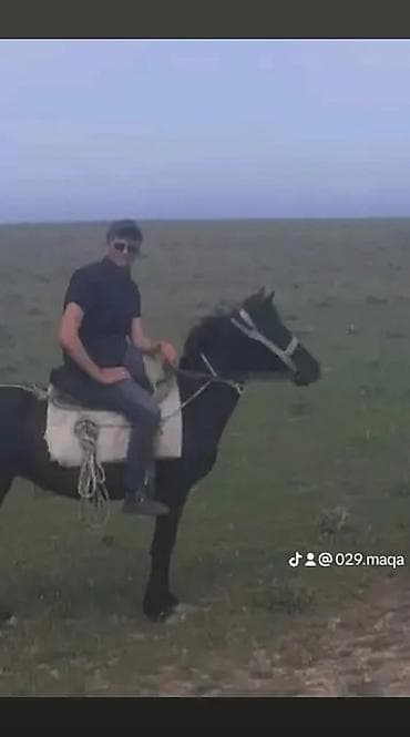 heyvan satışı: Altında 3 aylıg dayça 1 Aylıgda bogazdı — 2
