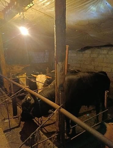 it satşı: Satışda: yerli təsərrüfatda bəslənən dana və inəklər - Cins: qarışıq — 5