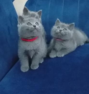 pişik pers: Британская — 3