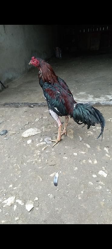 cin bildircin: Iyun becesidi cox hundur becedi bir defe iki su mesq eliyib cinsli — 1