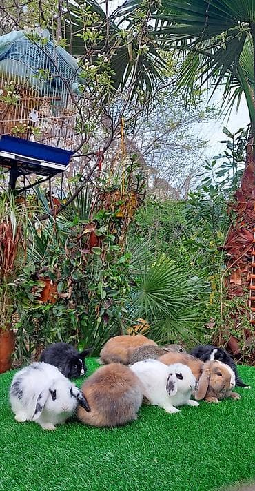 dovşan qəfəsləri: Wekilde gorduyunuz xolandski lop balalar satilir mini 4 ay — 7