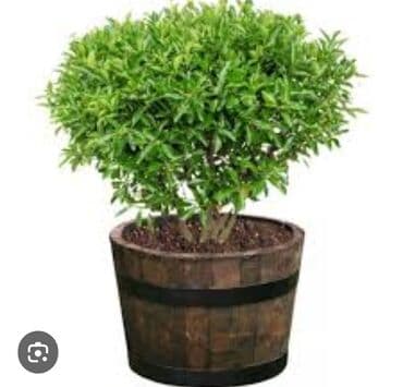 taxta bocqa: Taxta çəllək görünüşlü bu dibçəklər bağçalar, eyvanlar və ya digər — 6