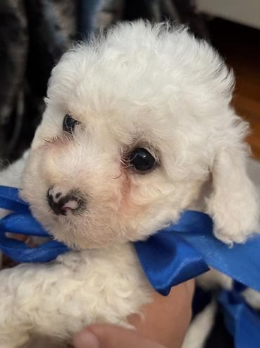 çöl heyvanları haqqında məlumat: Pudel, 2 ay, Erkek, Ödənişli çatdırılma — 2