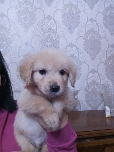 ov itləri: Retriever, Peyvəndli — 2