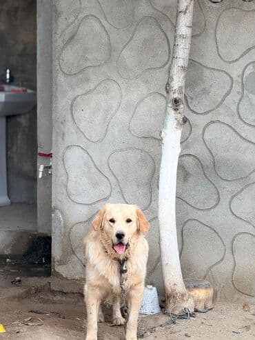 лабрадор купить: Labrador-retriver, 1 il, Erkek, Peyvəndli, Ünvandan götürmə — 5