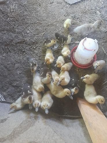 quşlar goyərcin: Erkək, Damazlıq, Ödənişli çatdırılma — 1
