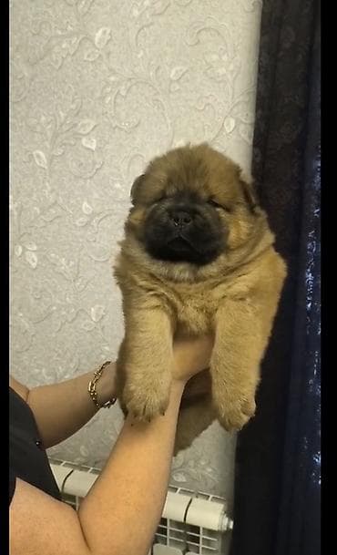 qaz balasi nece gune cixir: Çau-Çau — 2