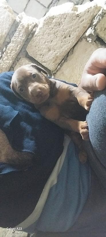 balaca it adlari: Doberman — 7