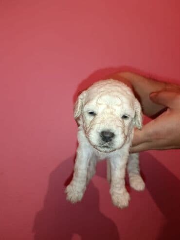 Gəmiricilər: Pudel balaları satılır. iki həftəlikdililər. 1 ay yarımında götürə — 8