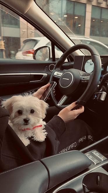 tovuz gusu: Malta bolonka, 3 ay, Dişi, Peyvəndli — 1