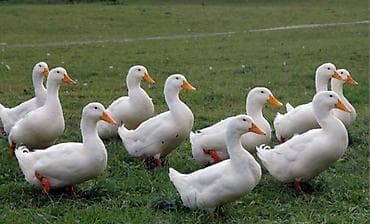 qaz ördey: Temiz pekin ordeyleri yumrtasi 90 faiz mayalı siferis önceden veresiz — 2