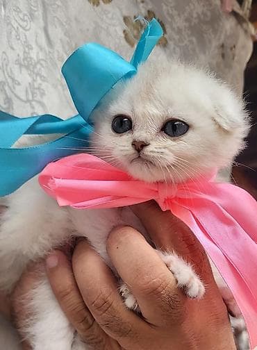 ev heyvanları: Fars, Pulsuz çatdırılma — 2