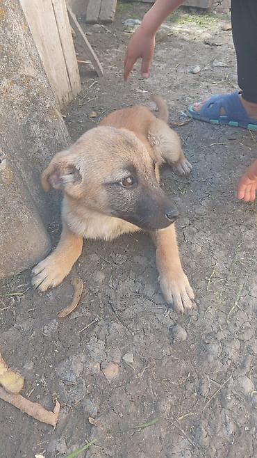 sirin it sekilleri: It balası – qarışıq cins tipli, orta ölçüyə doğru böyüyən. - Rəng — 1