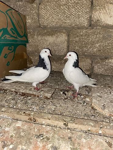 ma: Salam cut deyller ancag bri erkeydi bri maya — 3