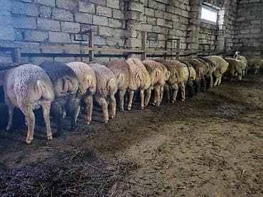 Quzular satılır.Super kökdülər.Kəsimlik və Damazlıq üçün əladır.26