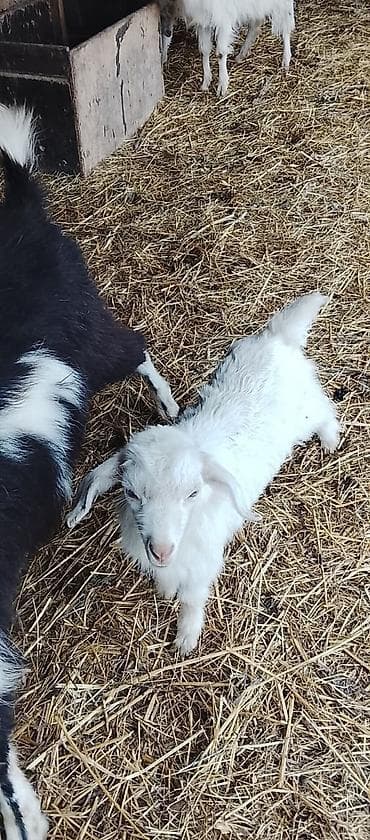 heyvan evleri: Ağ rəngli balaca keçi (oğlaq sanee cinsi real alıcıya endirim olacaq — 1