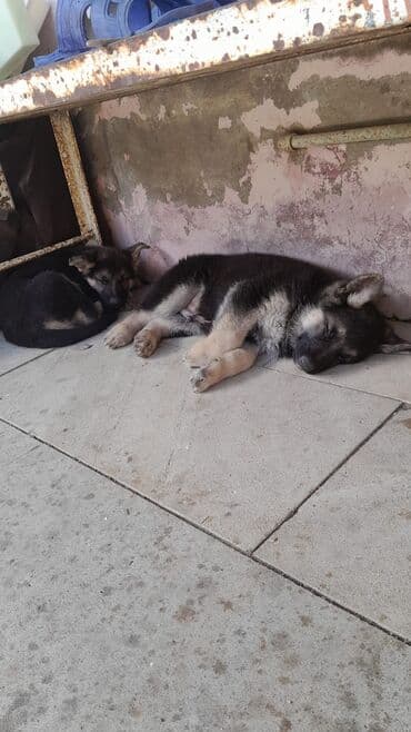 1 aylık doberman: Alman çoban iti, 3 ay — 2