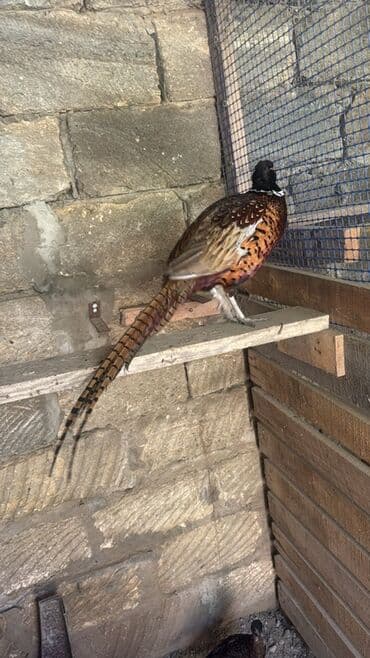 yapon xoruz: Xoruz, il: 1, Pulsuz çatdırılma — 3