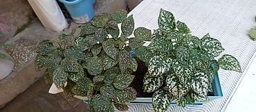 ciledagi bitkisi: Polka Dot Plant (Hypoestes) – dekorativ yarpaq bitkisi deyerinden ucuz — 2