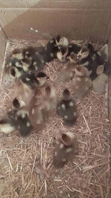 ördək balası: 16 dene ördək balası 1Ana ördək Lavanda zümrüdü krasnadar balalar — 2